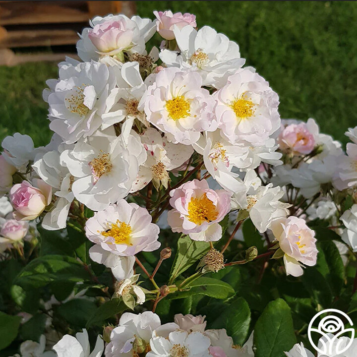 Growing & Cutting Alstroemeria Flowers