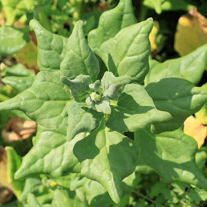 new zealand spinach