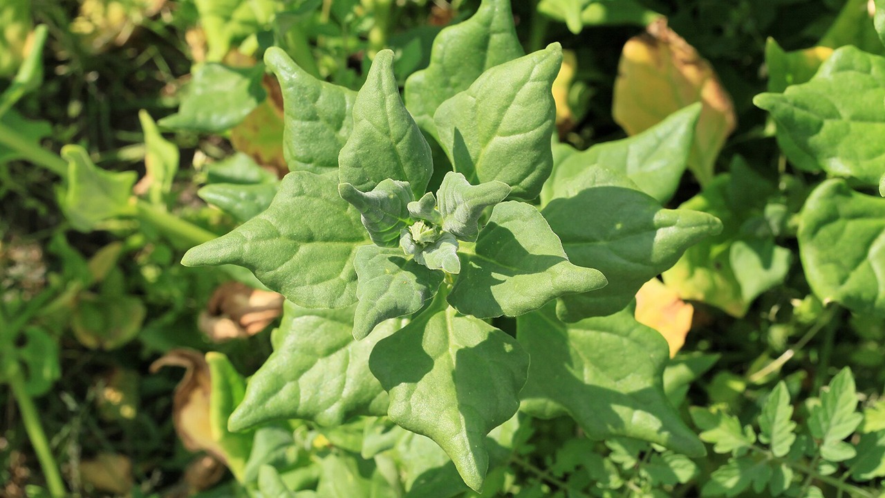 new zealand spinach