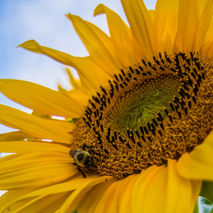 sunflower patterns