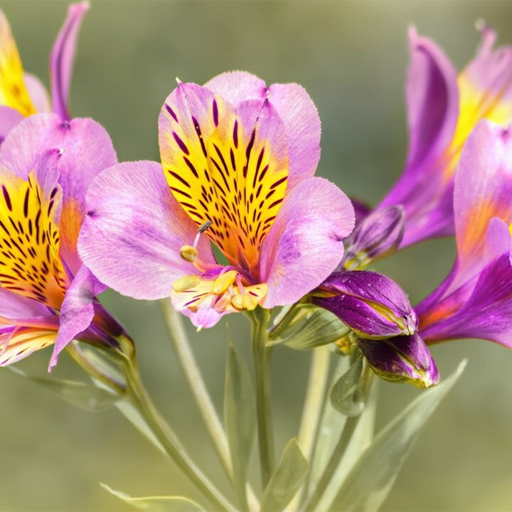 Peruvian Lily flowers