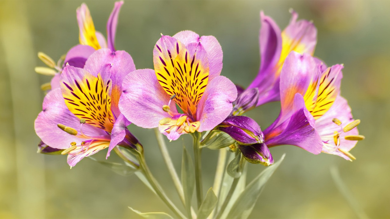 Peruvian Lily flowers