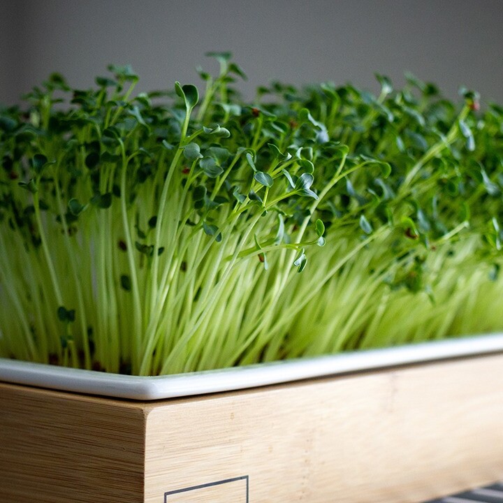 microgreens