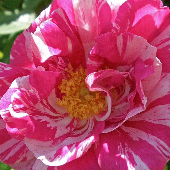 rosa mundi pink white rose