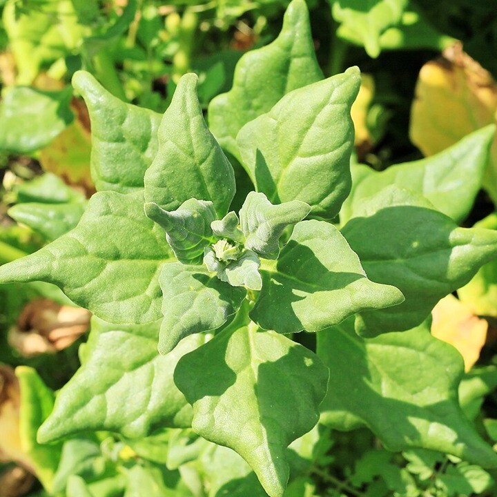 spinach substitute tetragonia tetragonoides