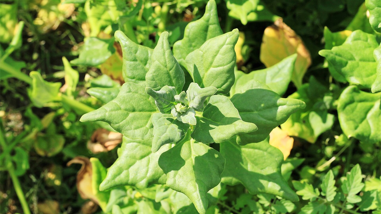 spinach substitute tetragonia tetragonoides