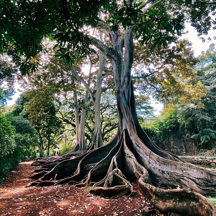 tree roots growth