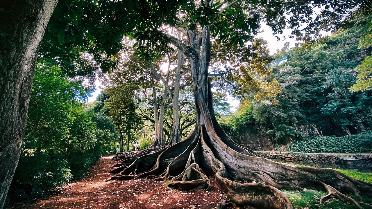 tree roots growth