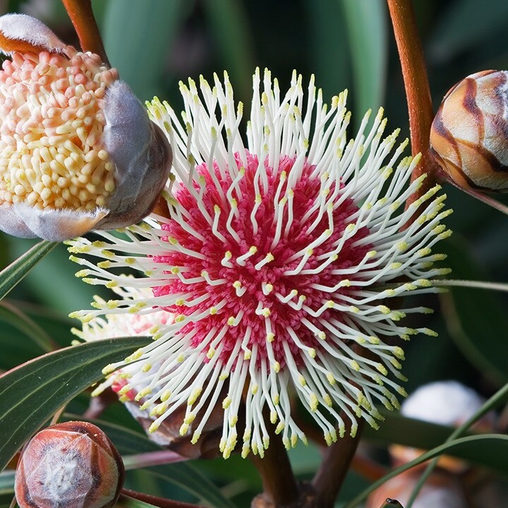 Hakea laurina Tas