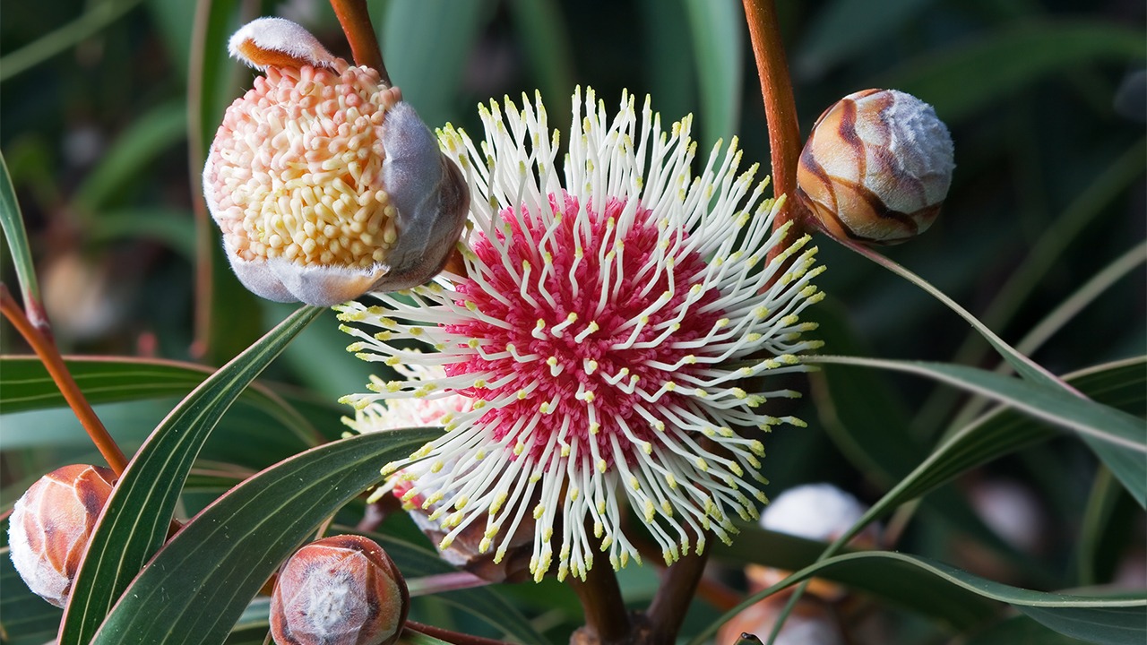 Hakea laurina Tas