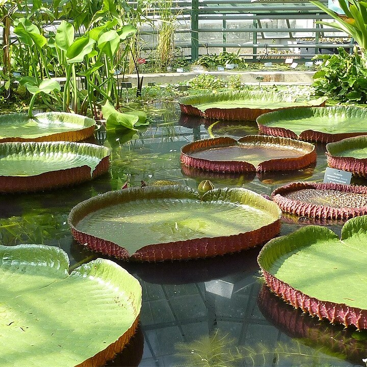 Victoria amazonica