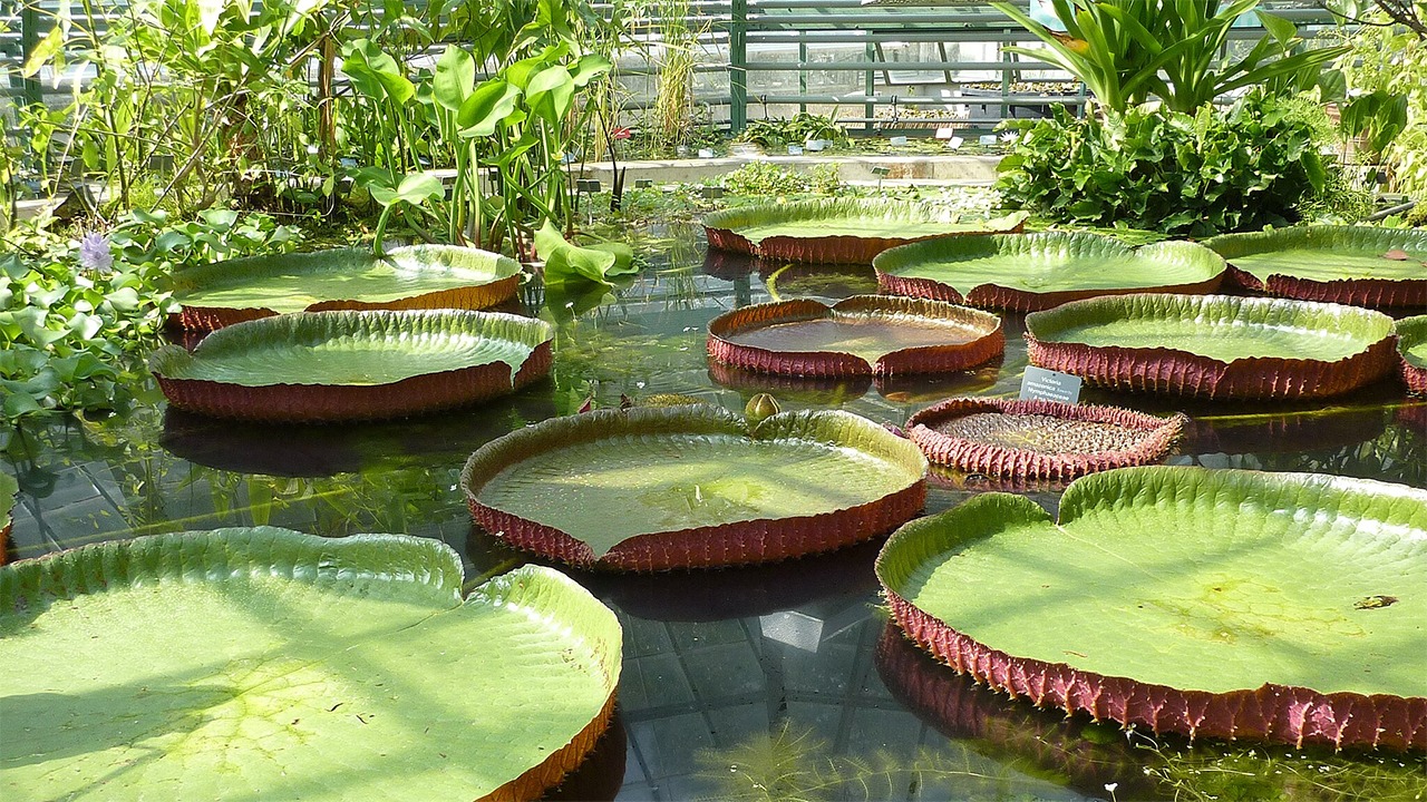 Victoria amazonica