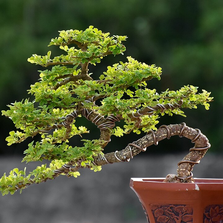 bonsai tree tips care