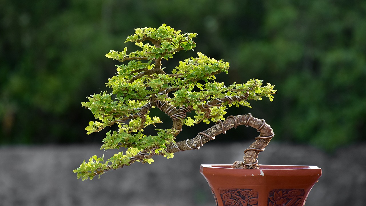 PODCAST Bonsai Tree Tips & Care with Bjorn L Bjorholm [7.29.23] Garden America