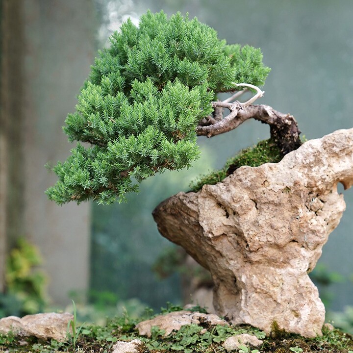 bonsai tree