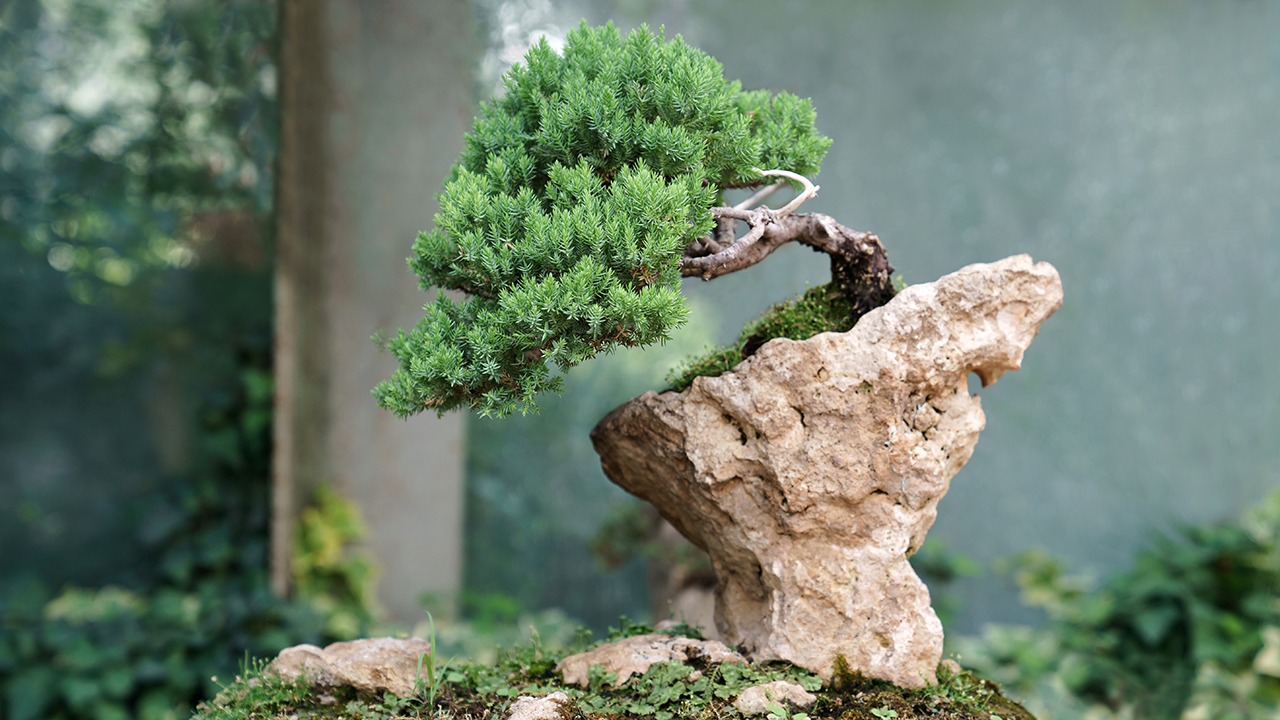 bonsai tree