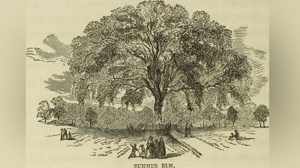 The Great Elm Liberty Tree Did You Know? Garden America