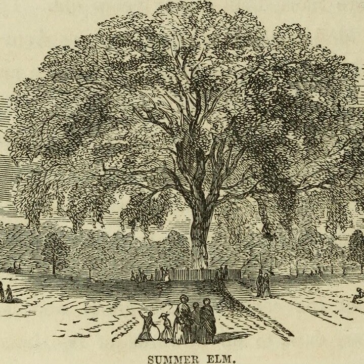 great elm liberty tree