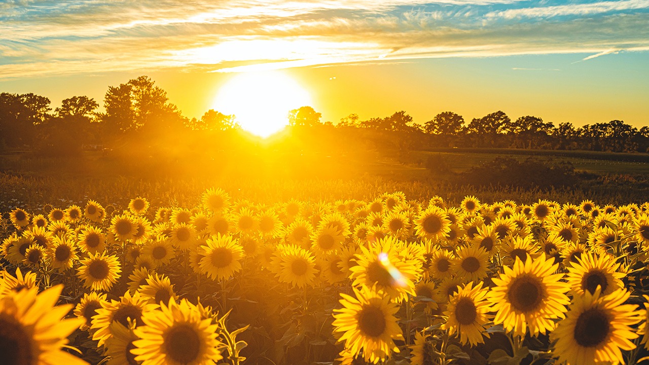 popular classes plants america