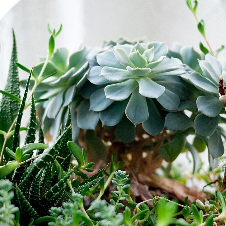 terrarium inventor