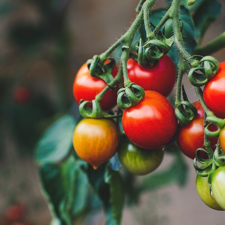 tips for tomatoes