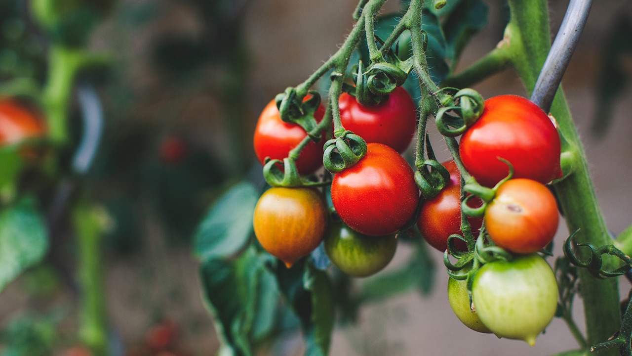 tips for tomatoes