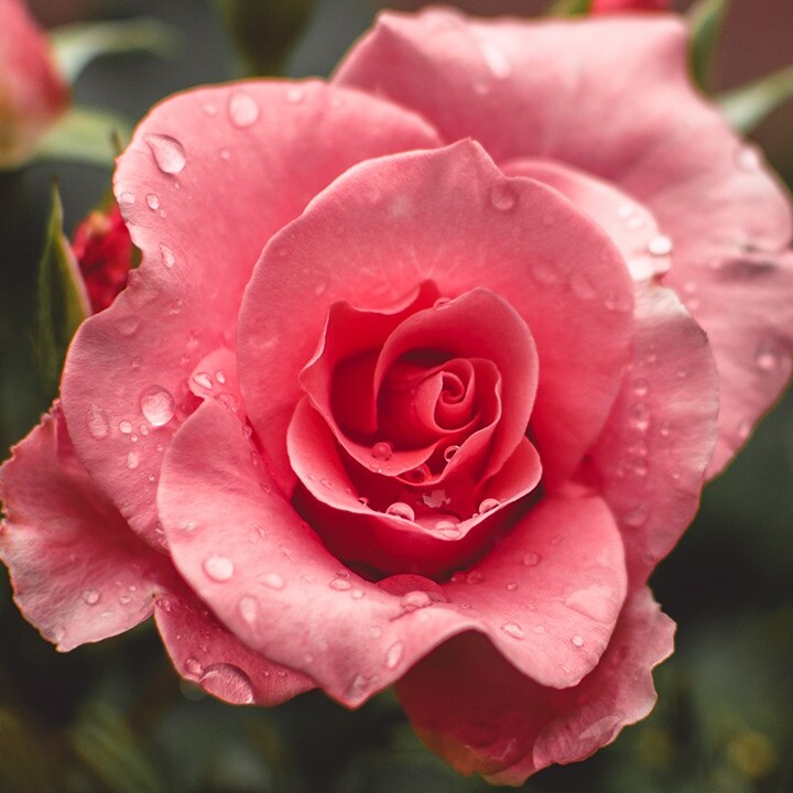 tips grow roses from cuttings