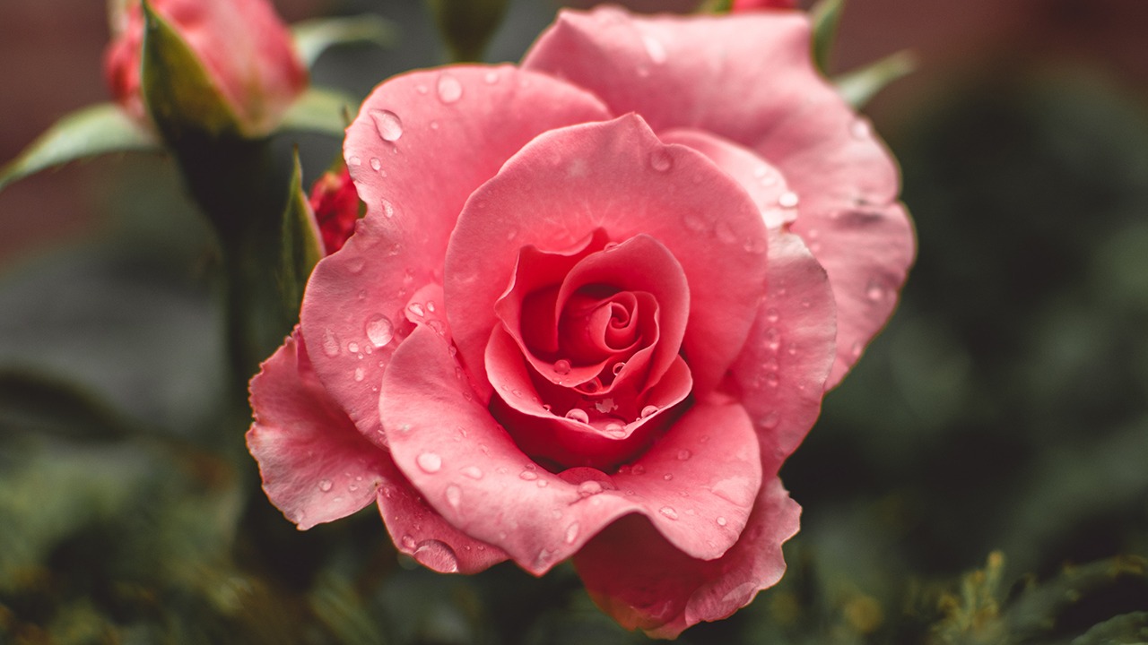 tips grow roses from cuttings