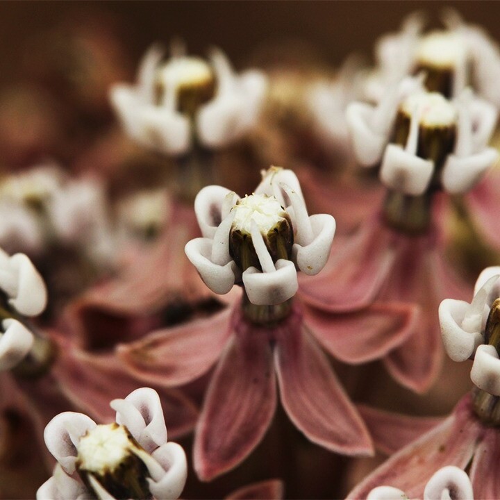 Narrowleaf Milkweed