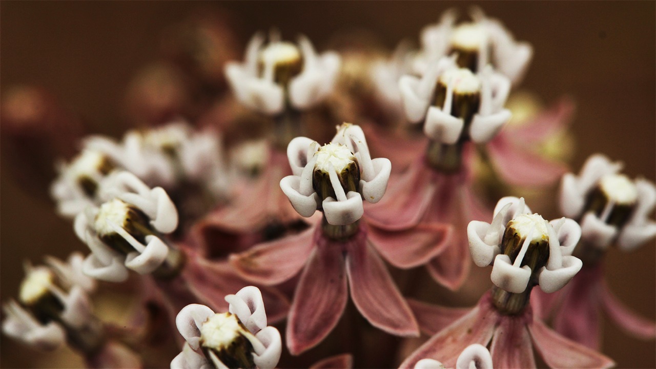 Narrowleaf Milkweed