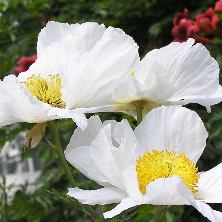 Romneya coulteri