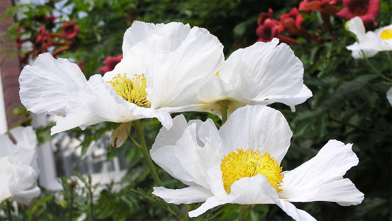 Romneya coulteri