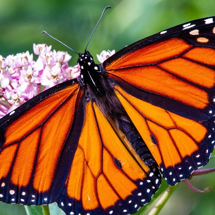 monarch butterflies