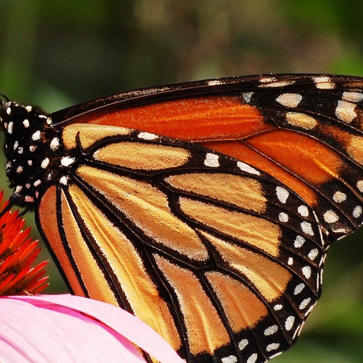 monarch butterfly