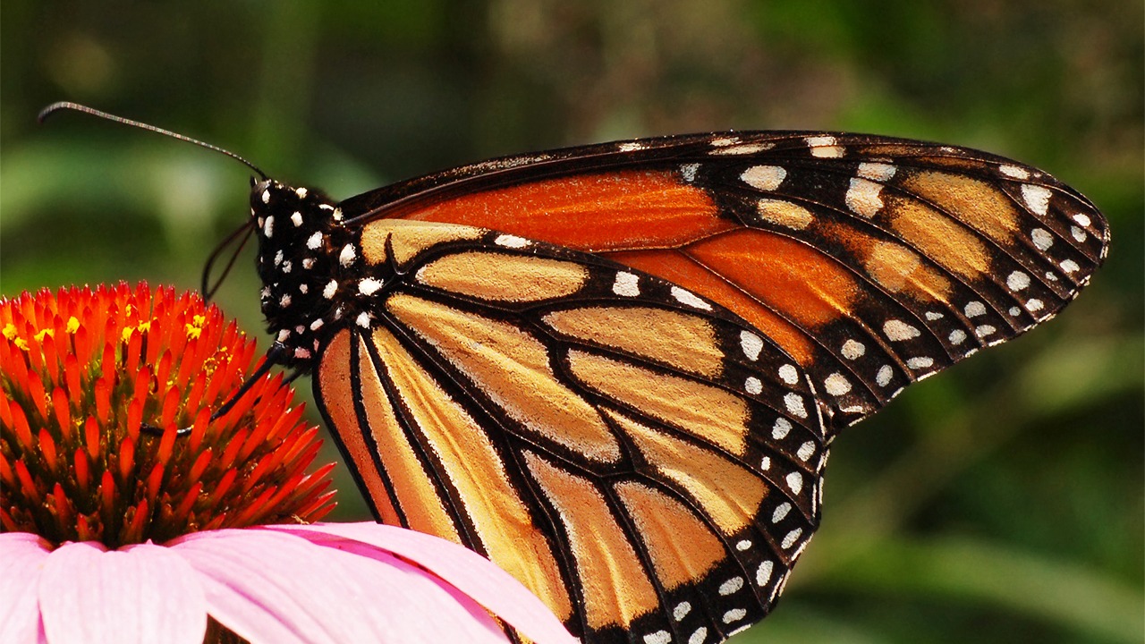 monarch butterfly