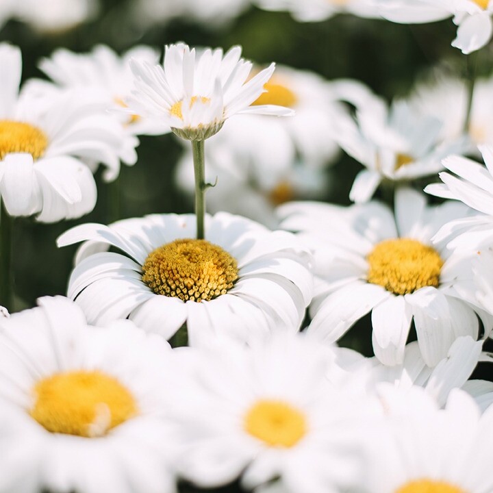 moon gardens white flowers