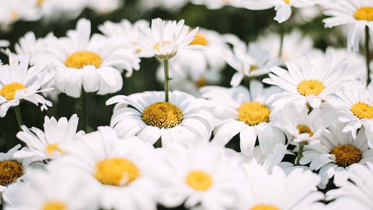 moon gardens white flowers