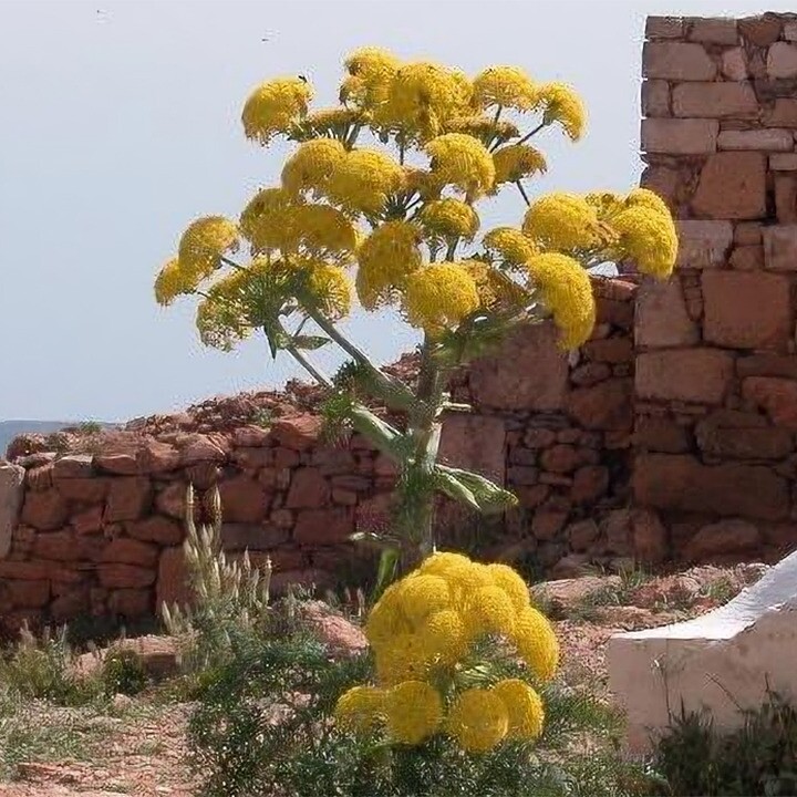 silphium plant