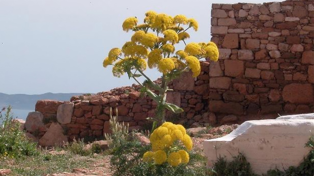 silphium plant