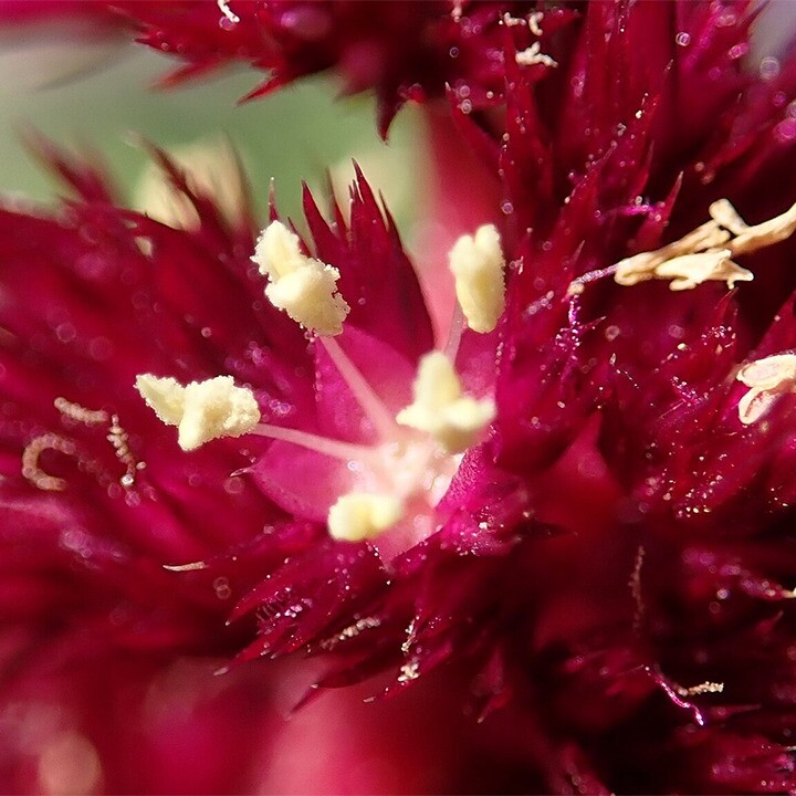 amaranth cruentus plant