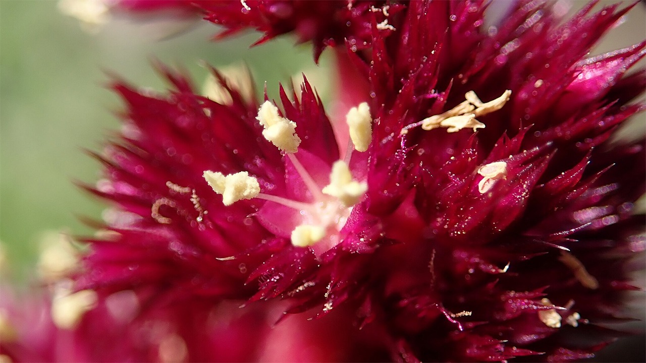 amaranth cruentus plant