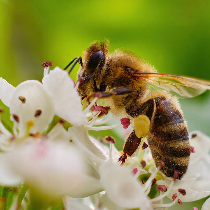 plants for pollinators