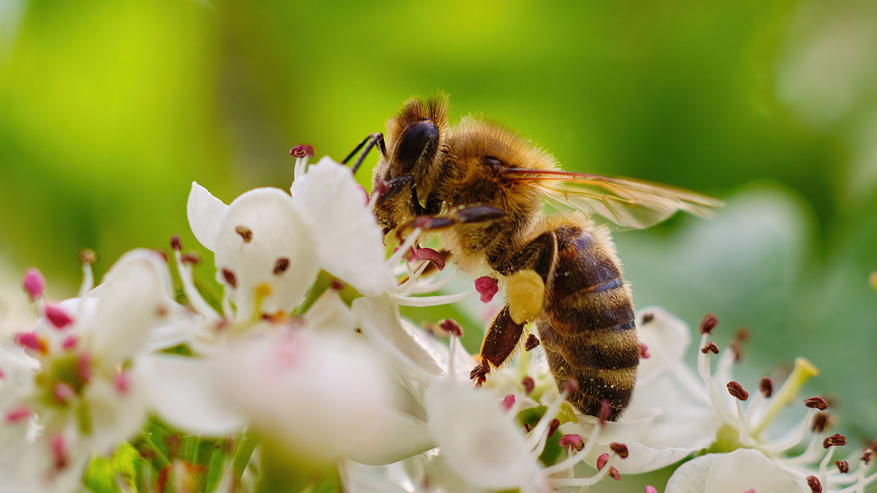 plants for pollinators