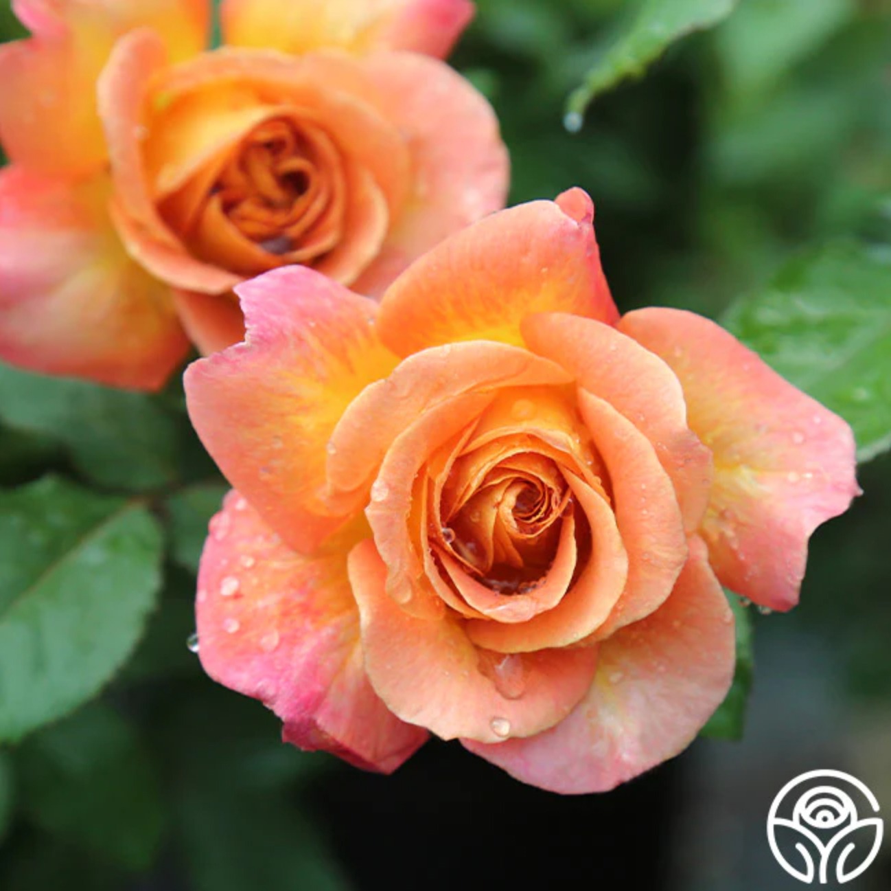 rosie the riveter Floribunda rose