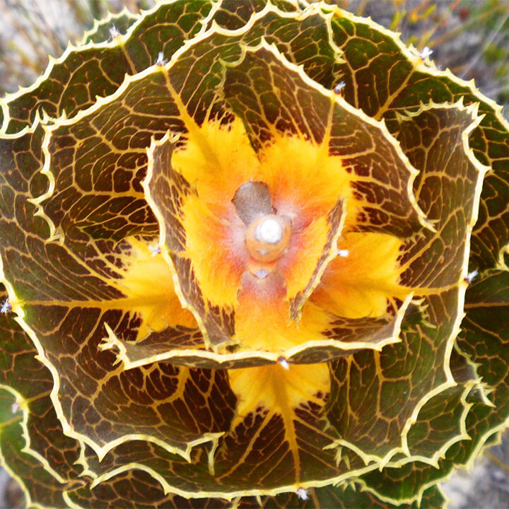 royal hakea (hakea victoria)