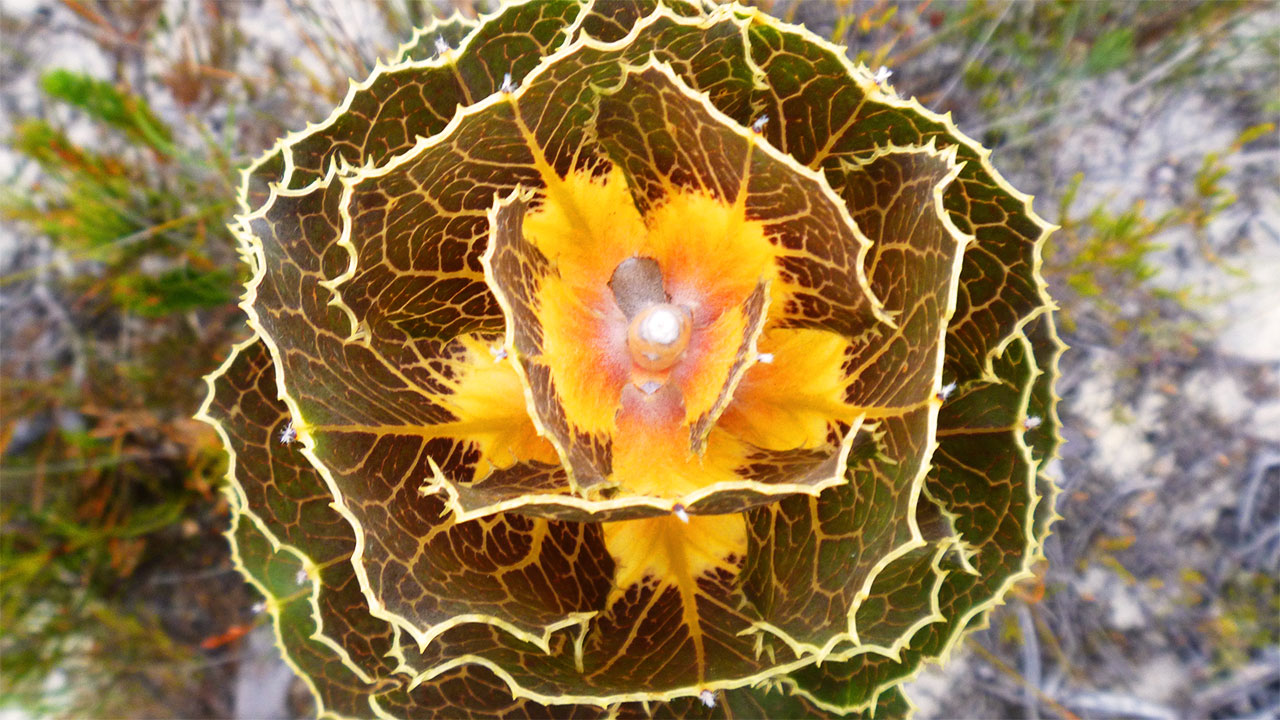 royal hakea (hakea victoria)