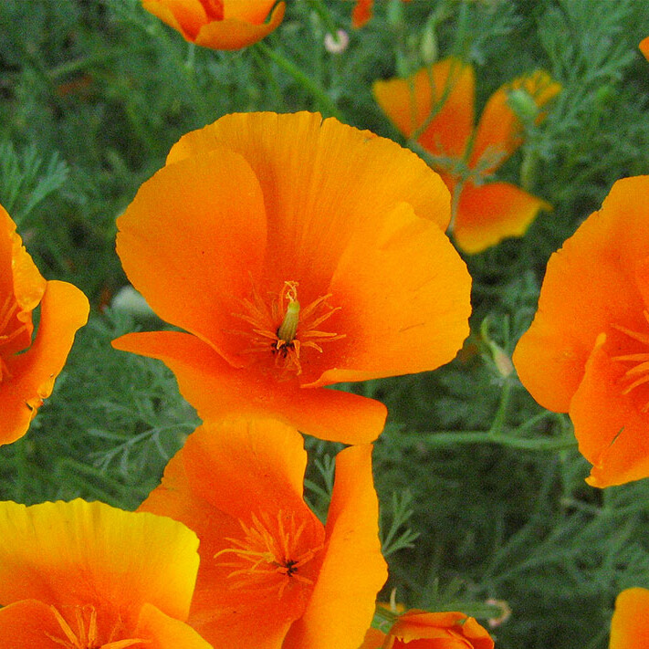 California poppy