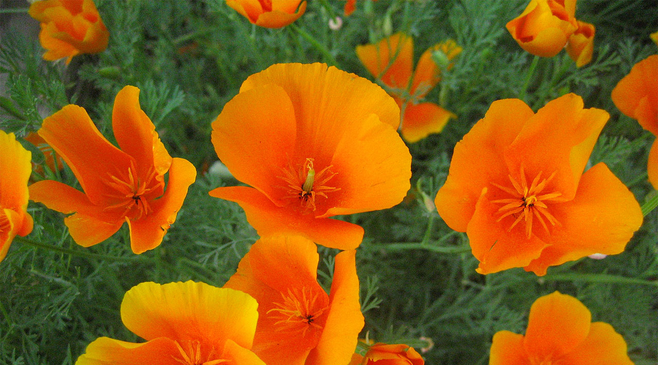 California poppy