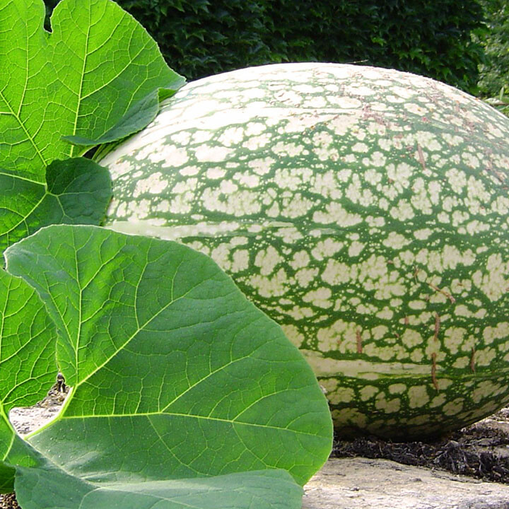 Cucurbita ficifolia 7 year melon