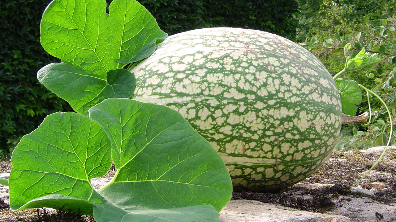 Cucurbita ficifolia 7 year melon